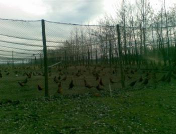 fácánháló 4x300m fekete 30mm*30mm extra erős, fekete, BOP167/400 1.Kép