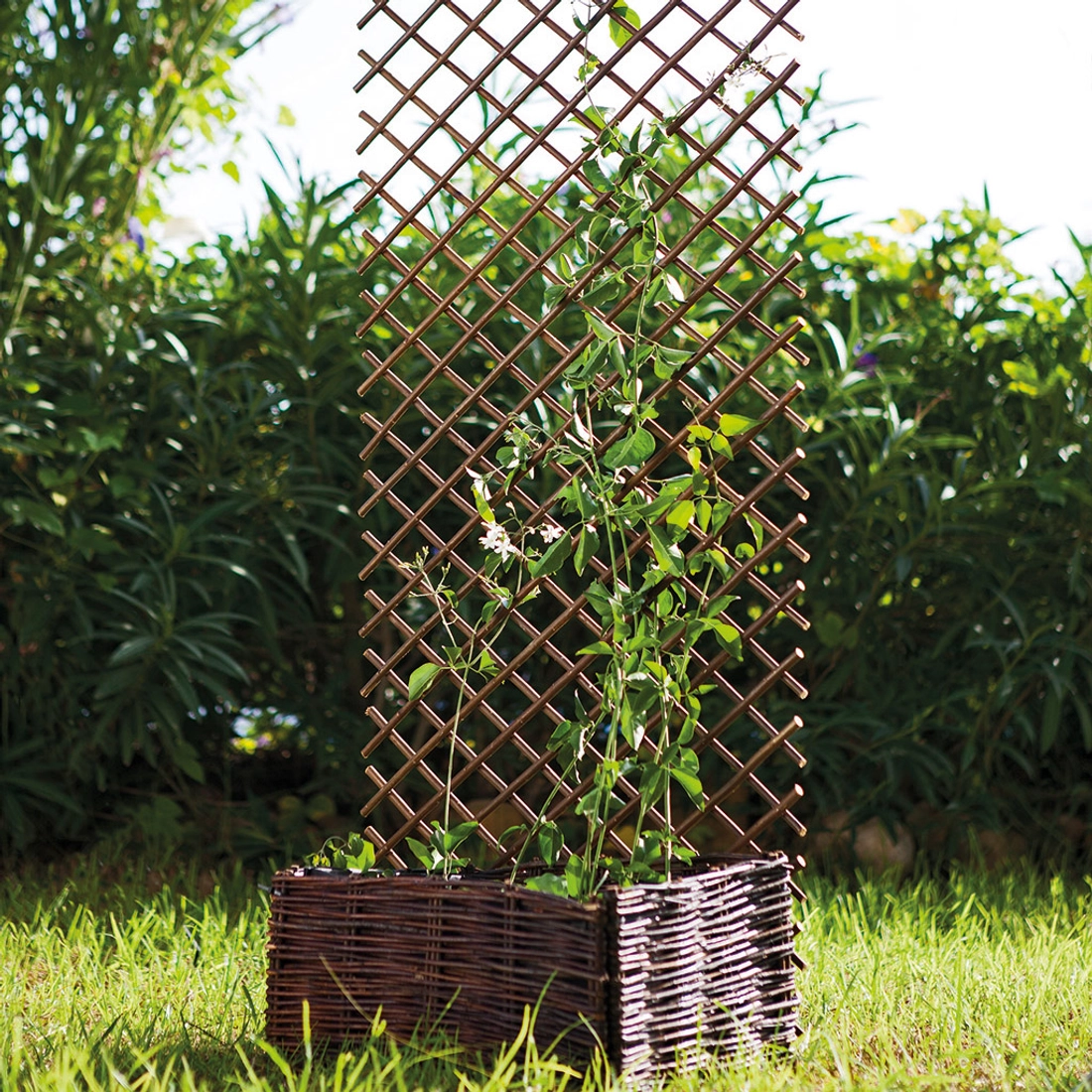 Willow Trellis térelválasztó, 1 x 1,5 méter