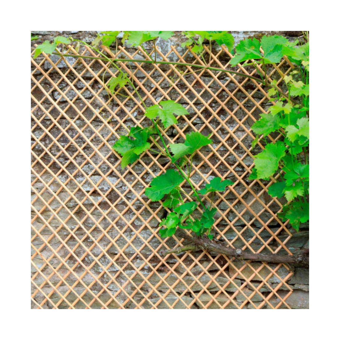 WICK TRELLIS fűzvessző nyitható apácarács 1x2m