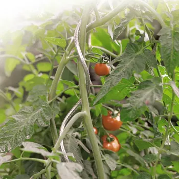TOMATO SPIRAL spirál alakú paradicsomkaró átm: 7mm* 180cm 1.Kép
