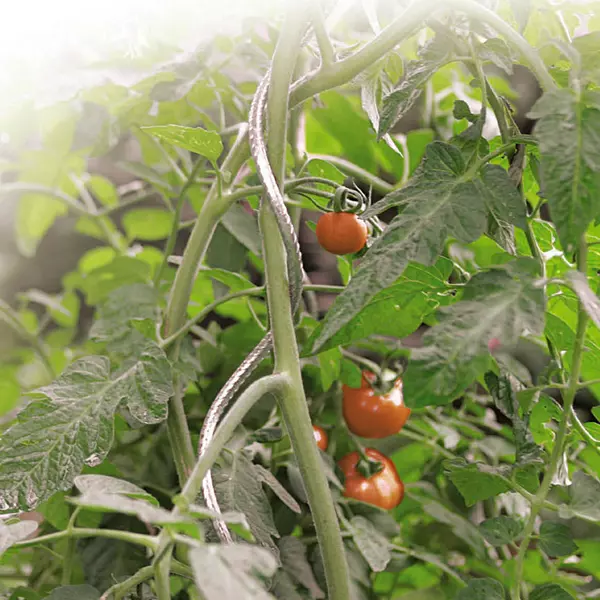 TOMATO SPIRAL spirál alakú paradicsomkaró átm: 7mm* 180cm