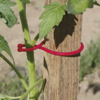 https://www.prenker.hu/media_ws/10010/2093/idx/tomatoclip-novenykapocs.webp