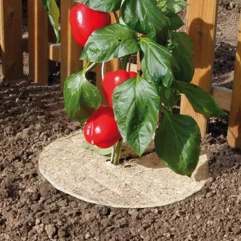CHANVRELIN természetes talajtakaró korong átm: 30cm 3db/cs Kép