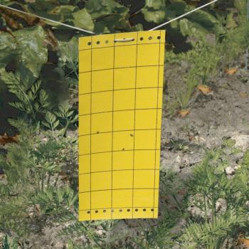 GLUED PANEL ragasztós rovarcsapda 24*10cm, 5db/csomag Kép