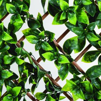 TRELLIBAMBU BUXUS bambusz apácarács díszlevelekkel 2.Kép