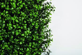 VERTICAL BUXUS zöldfal buxus levelekkel 3.Kép