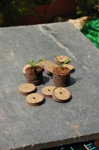 COCO-TAB kókusz ültetőkorong Ø 4 cm 2.Kép